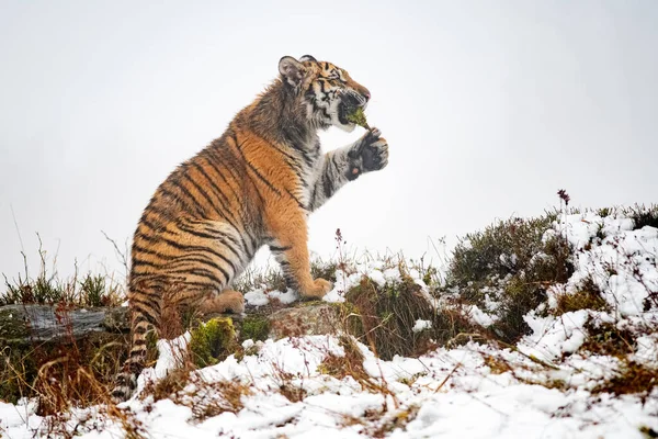 Tigre siberiano a brincar com musgo entre os dentes. Uma besta a puxar um pau como um brinquedo. — Fotografia de Stock