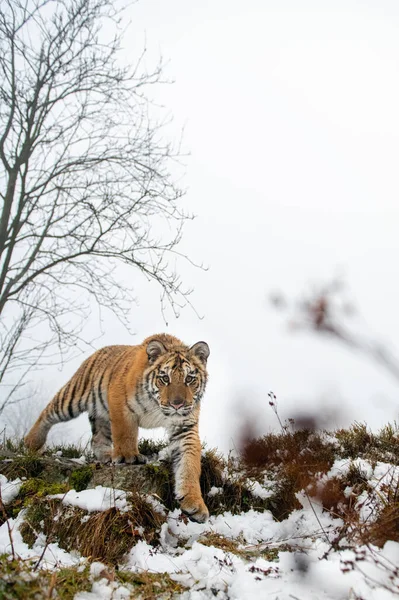 Tigre siberiano a olhar directamente para a câmara. Besta perigosa de perto. — Fotografia de Stock