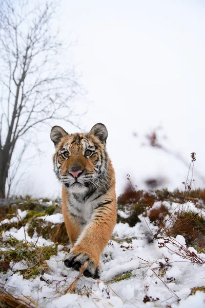 Tigre siberiano mirando directamente a la cámara. Bestia peligrosa de cerca en el invierno. — Foto de Stock