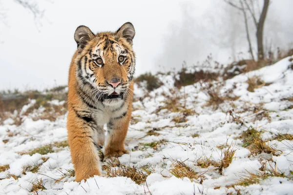 Крупним планом сибірський тигр на снігу, що йде спереду до камери. Пантера тигріс — стокове фото