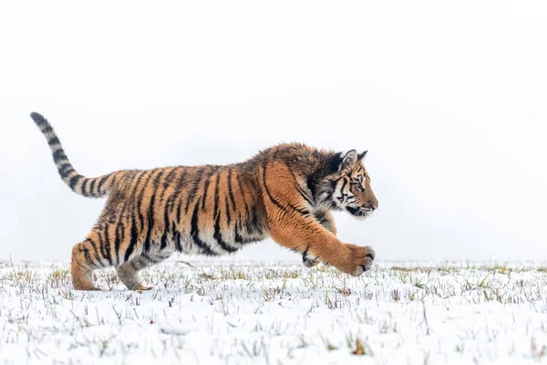 Hunting siberian tiger in the jump on the snow. Winter shot of dangerous predator. — Stock Photo, Image