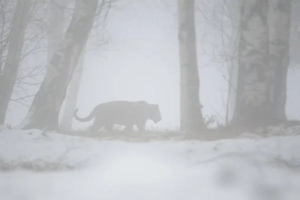 Aperçu d'un tigre de Sibérie dans le brouillard en hiver dans son habitat naturel. — Photo