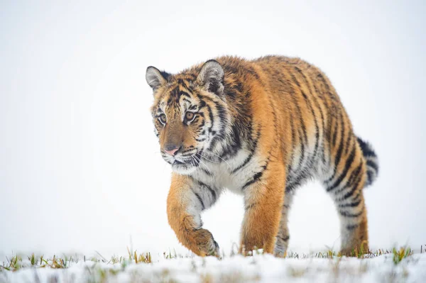 Imagem isolada de tigre siberiano andando sobre a neve. Animal perigoso no seu habitat natural. — Fotografia de Stock