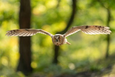 Uzun kulaklı baykuş, arka ışıklandırılmış kanatlarıyla uçuyor. Güneşli bir sonbahar gününde ön eylem baykuşu fotoğrafı. Asio altus. Keskin bir kuşun hareket halinde olduğu bulanık arkaplan.