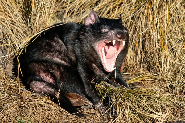 Tasmanian Devil Rumput Kuning Dengan Mulut Terbuka Menunjukkan Gigi Sarcophilus — Stok Foto