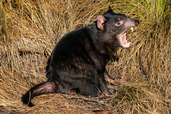 Tasmanian devil in yellow grass with open mouth Sarcophilus harrisii
