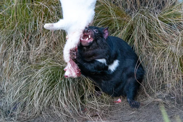 Tasmanian Devil Feeding White Rabbit Sarcophilus Harcheli — стоковое фото