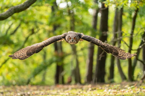 Eagle Owl Majestic Wings Spread Flight Autumn Forest Green European — Stock Photo, Image
