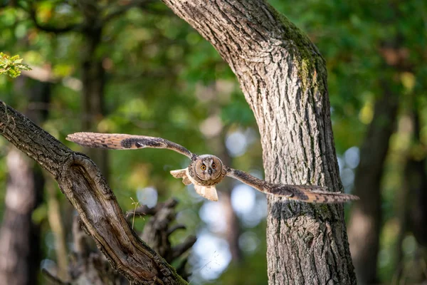 Long Eared Owl Flying Trees Asio Altus Action Shot Animal — Stock Photo, Image
