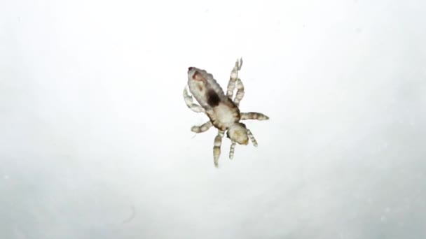 Nymfa Head Lice Extreme Lookup Moving White Surface Real Extreme — Vídeo de Stock