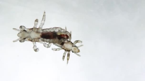 Head Louse Small Head Lice Walking White Slippery Smooth Surface — ストック動画