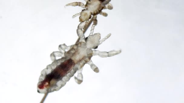 Head Louse Human Hair Small Head Lice Walking Her Extreme — Stockvideo