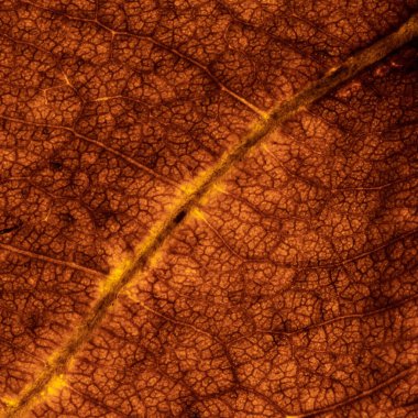 Makro sarı kahverengi yaprak dokusu ve arkaplanı