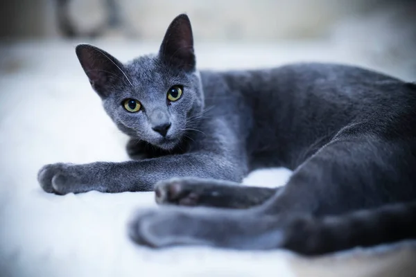Милый Пушистый Серый Азиатский Котенок — стоковое фото