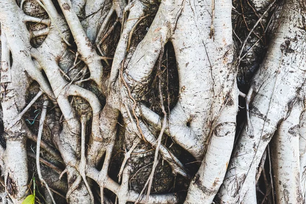 Photo of a tree trunk where the roots climb the trunk.