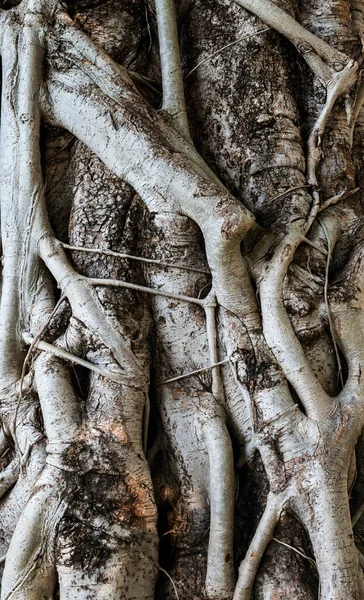 Photo Tree Trunk Roots Climb Trunk — Stock Photo, Image