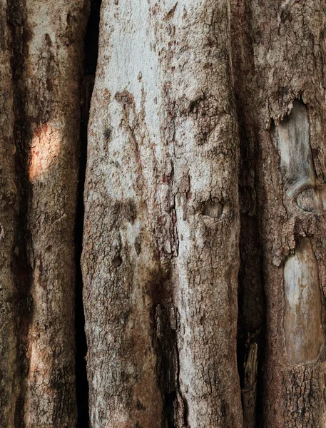 樹皮で覆われた木の幹の写真 — ストック写真