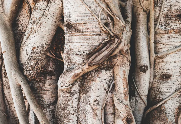 Photo of a tree trunk where the roots climb the trunk.