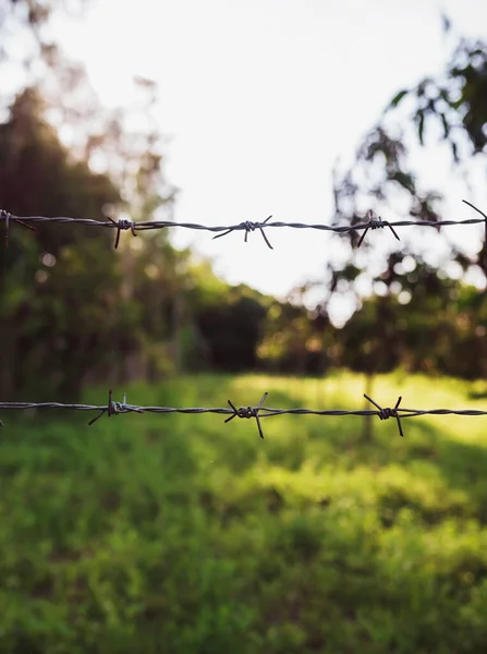 Close-up shot of barbed wire fence with green blurred background : protection concept