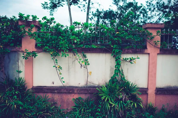White cement wall fence with climbing plants on the fence.