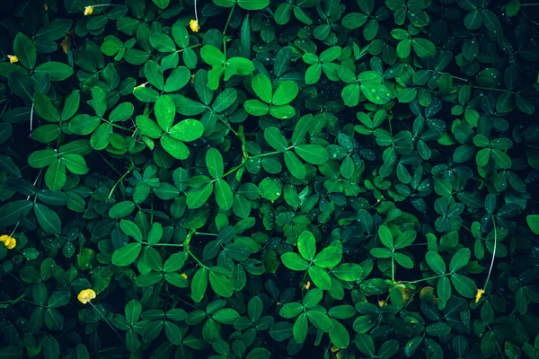 Abstract image of beautiful green leaves in nature.