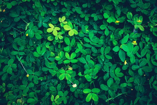 Abstract image of beautiful green leaves in nature.