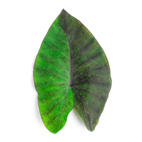 Colocasia Esculenta Black Magic Variegated Isolated White Background — 图库照片