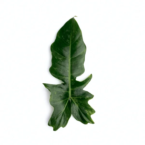 Philodendron Bipennifolium Isolated White Background — Fotografia de Stock