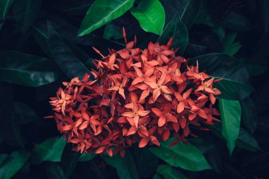Batı Hint yasemini ya da Ixora chinensis lamk koyu yeşil yapraklı arka plan