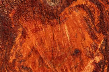 Longan ağaç çekirdeğinin soyut deseni.