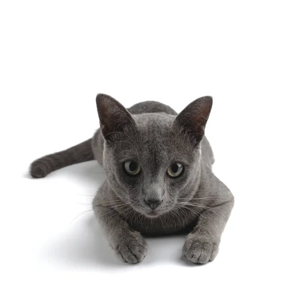 Portrait Gray Cat Isolated White Background — Zdjęcie stockowe