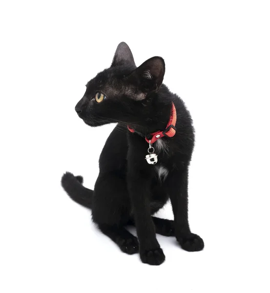 Черный Кот Изолирован Белом Фоне — стоковое фото