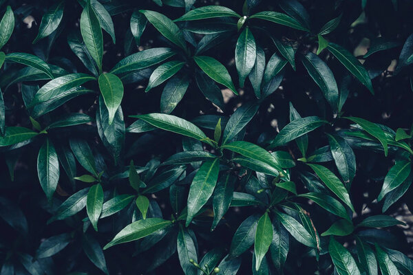 Темно-зеленое фоновое изображение листьев: концепция фона природы и обои