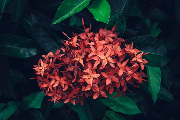 Δυτική Ινδική Γιασεμί Ixora Chinensis Lamk Σκούρο Πράσινο Φόντο Φύλλα — Φωτογραφία Αρχείου