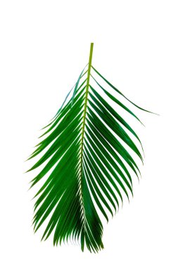 Palmiye yaprakları Palmiye ağaçlarının yeşil yaprakları beyaz arka planda yatar.