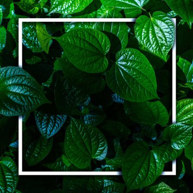Yeşil yaprak arka planında beyaz çerçeve, yazı yazılabilir, yaprak dokusu arka planında doğal yemyeşil yapraklar.