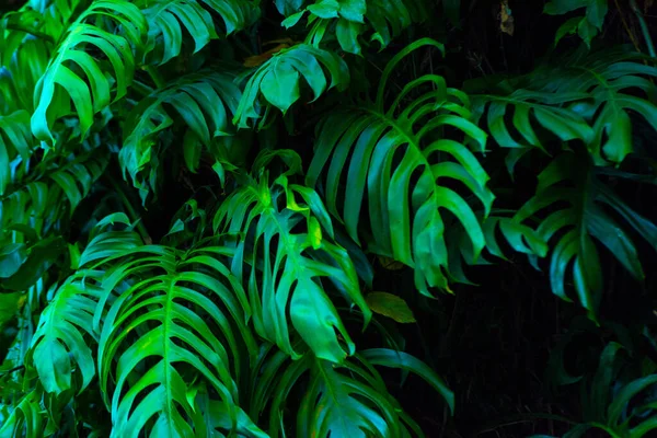 열대림에 단풍나무 잎들은 배경에 스위스 초본으로 분리되어 — 스톡 사진