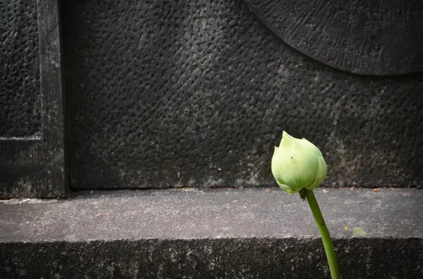 Lotusul verde — Fotografie, imagine de stoc