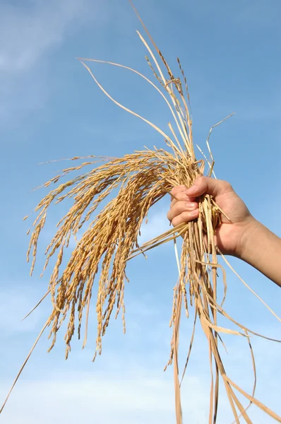 Elindeki altın Başak