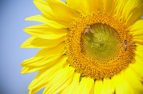 太陽の花 — ストック写真