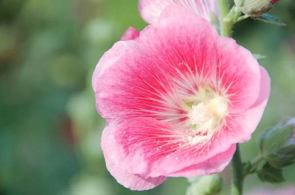 ハイビスカスの花 — ストック写真