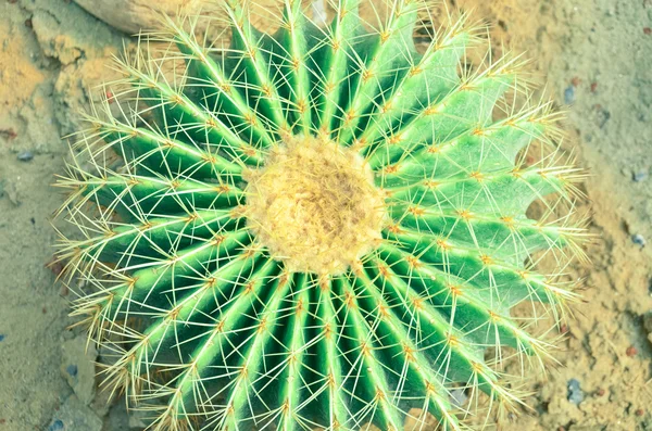 Cactus — Stock Photo, Image