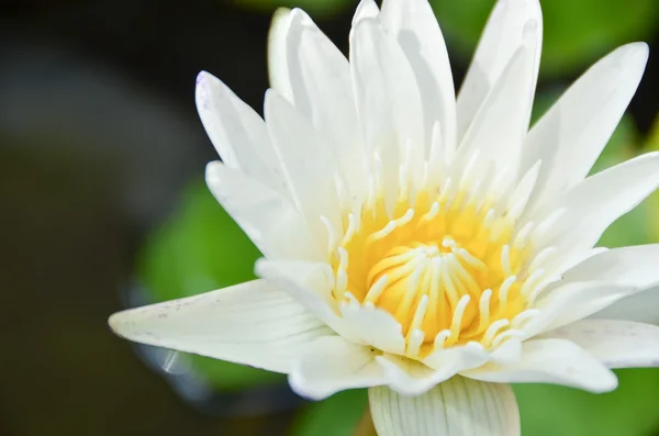 Loto blanco — Foto de Stock