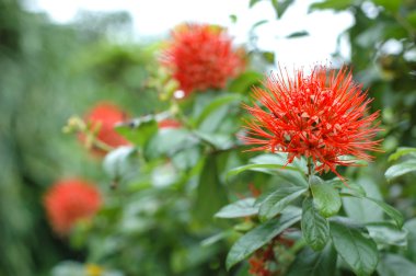 Xanthostemon chrysanthus çiçek