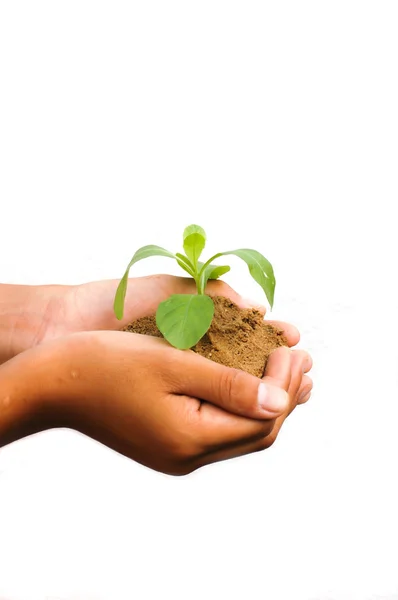 Hands holding plant — Stock Photo, Image