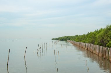  Mangrove Ormanı