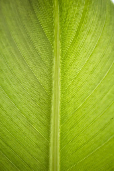 altında yaprak yeşil