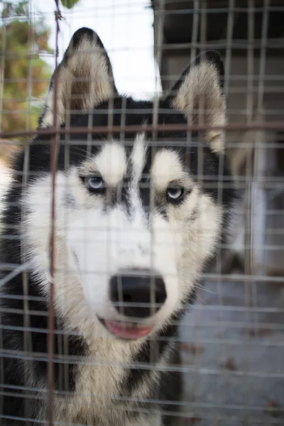 Sibirya köpek kafesi