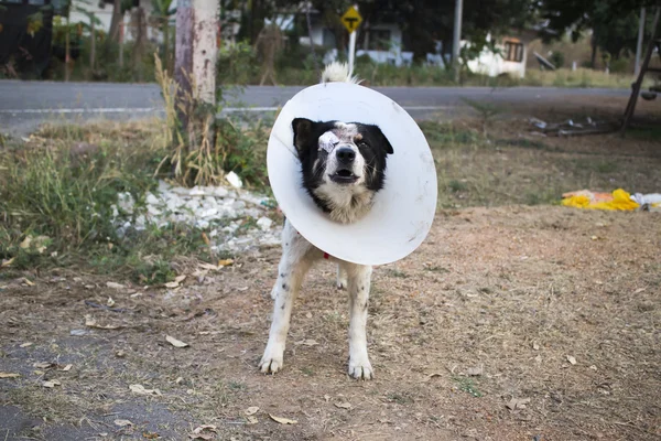 köpek tasması takıyorsun. kör. bandaj.