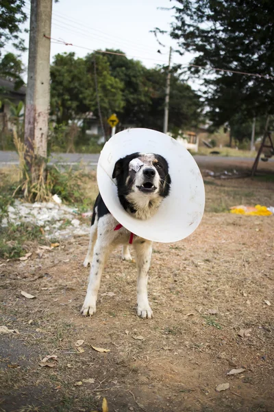 köpek tasması takıyorsun. kör. bandaj.